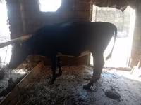 Cow, Cattle — photo 1