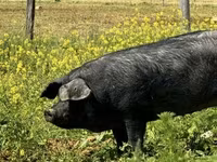 Pigs (batch, sex not specified), Баскская — photo 1