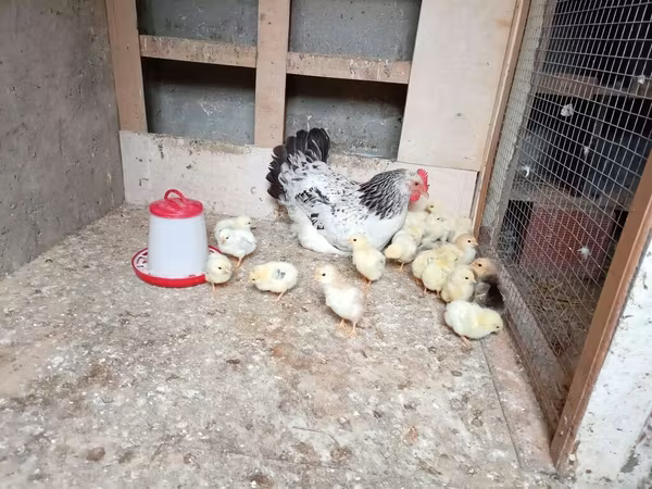 Chickens — Azərbaycan