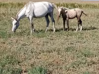 Kobyła, Percheron — zdjęcie 2