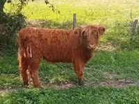 İnək, Highland — foto 3