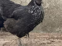 Chickens — Foto 2