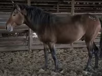 Horse (M), Kazakh horse — photo 2