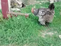 براهما — الصورة 7