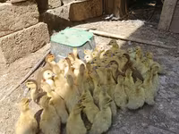 مولارد — الصورة 5