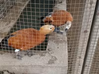 Ducks — Foto 1