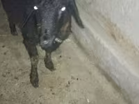 Bode, Cabras — foto 5