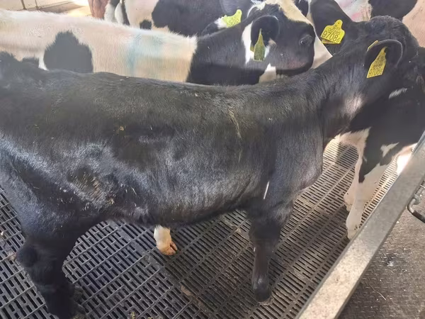 Krava, Russian Black pied cattle