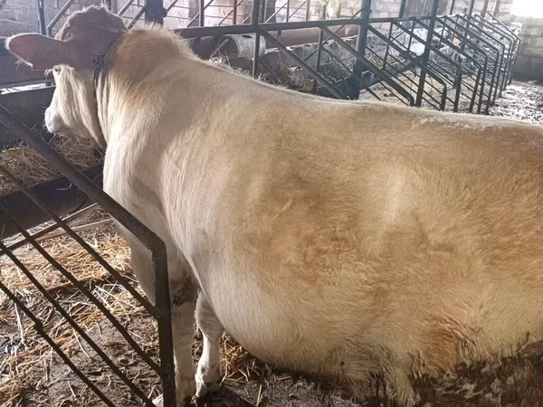 Bulle, Simmental cattle — Aserbaidschan