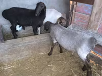 Sheep, Sheep — photo 1