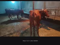Cow, Cattle — photo 5