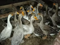 Geese — photo 4