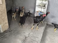 Chickens — الصورة 7