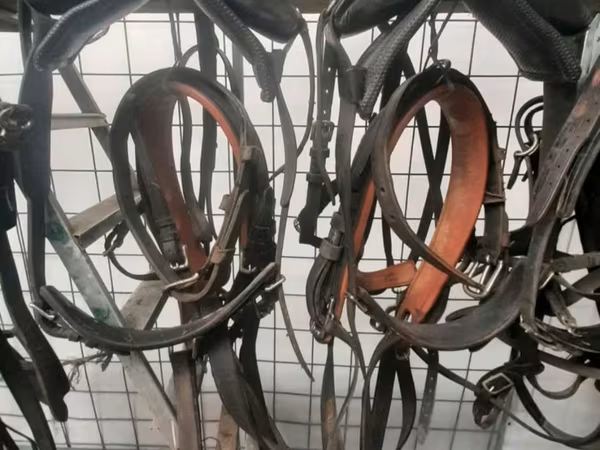 马匹（批次，未指定性别）, Horses
