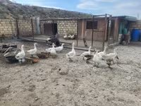 Geese — Foto 1