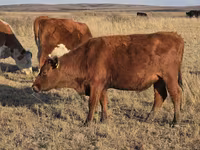 Cow, Latvian Blue cattle — photo 4