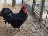 Australorp — Foto 1
