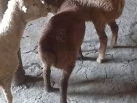 Sheep, Sheep — photo 8