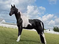 At, Tennessee Walking Horse — foto 6