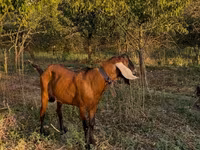 Kozioł, Nubian Goat — zdjęcie 2