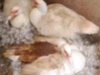 Geese — photo 4