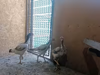 Chickens — foto 3