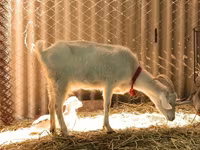 Keçilər (partiya, cinsi göstərilməyib), Pomellata goat — foto 8