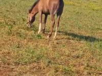 Horse (M), Karabakh horse — photo 4