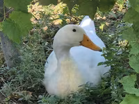 Ducks — photo 1