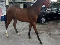 At, Akhal-Teke — foto 2