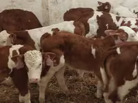 सांड, Simmental cattle — फ़ोटो 3
