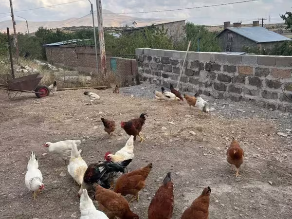 Chickens — أرمينيا