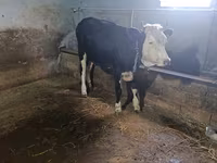 गाय, Russian Black pied cattle — फ़ोटो 3