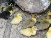 Ducks — foto 1