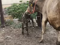 Krava, Simmental cattle — foto 5