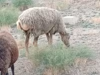 भेड़, भेड़ — फ़ोटो 1