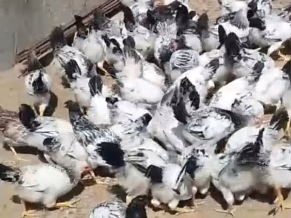 Chickens — Ázerbájdžán