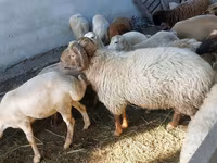 Qoç, Qoyunlar — foto 2