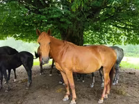 Kobyła, Konie — zdjęcie 2