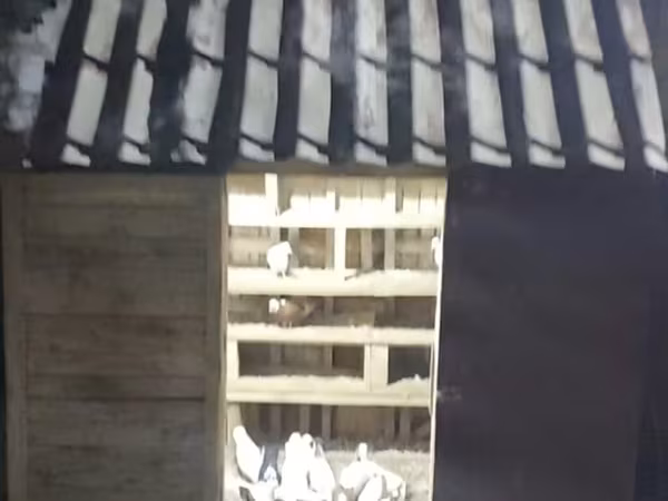 Məhsul: Taxta göyərçin yuvası/qartalxana (quşxana) Təsvir: - Kənd