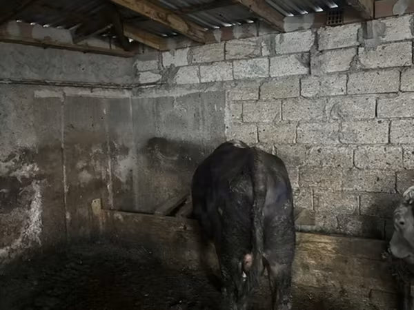 Bull, Cattle
