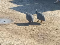 Guinea fowl — foto 2