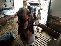 Dişi keçi, Beetal goats — foto 7