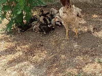 Chickens — الصورة 3