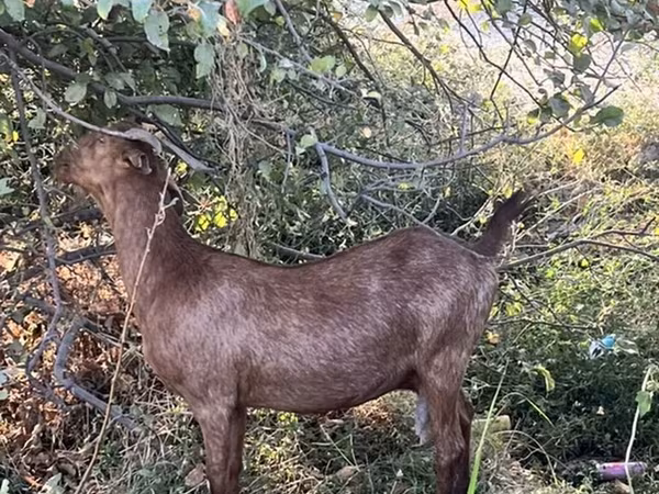 Ziegen (Partie, Geschlecht nicht angegeben), Nubian Goat