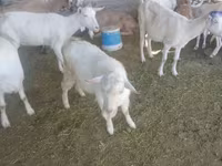 Kozioł, Saanen goat — zdjęcie 5