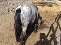 घोड़ा, Appaloosa — फ़ोटो 3