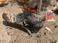 Turkeys — photo 1