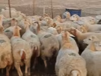 Sheep (batch, sex not specified), Sheep — photo 6