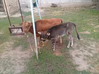 Krava, Swiss cattle — foto 2